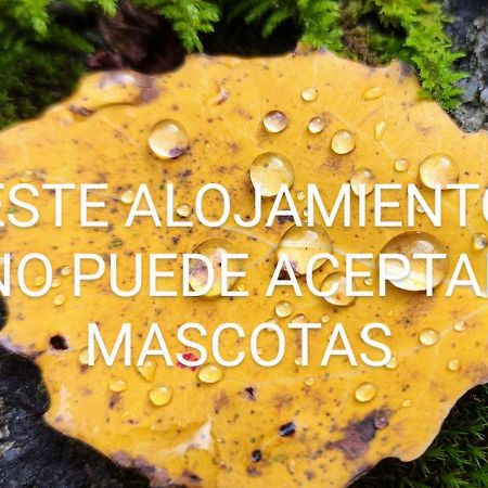 Apartmán Pleta Del Mon Atico Benasque Exteriér fotografie